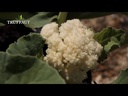 Chou-Fleur